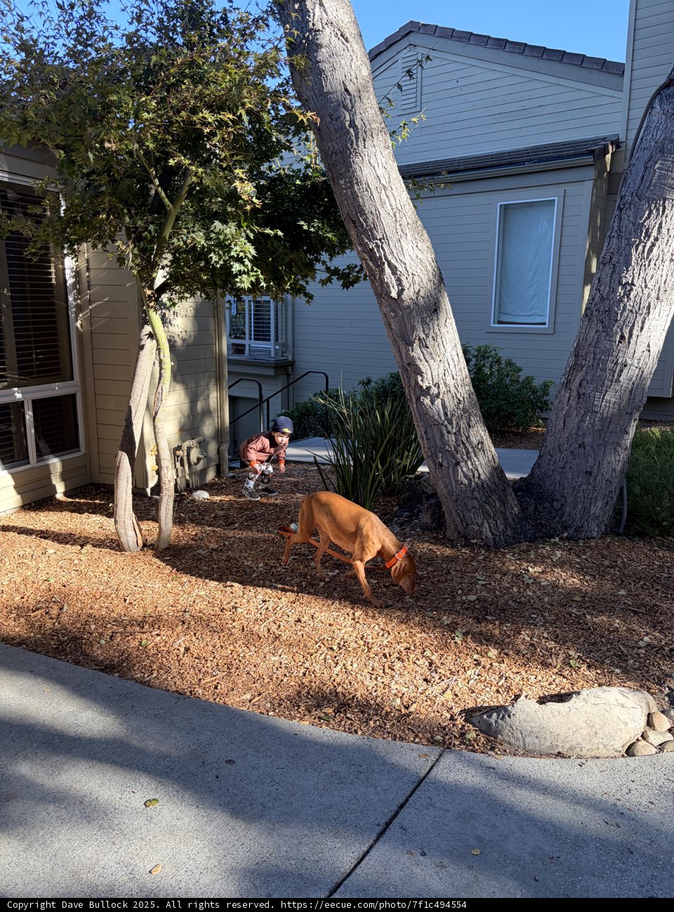 Morning Walk in Carmel