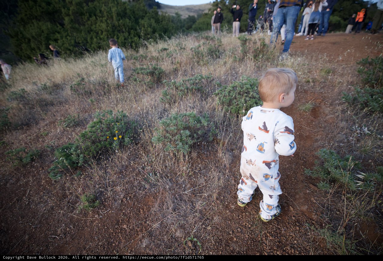Toddler Explores Wild Hillside at Mount Diablo