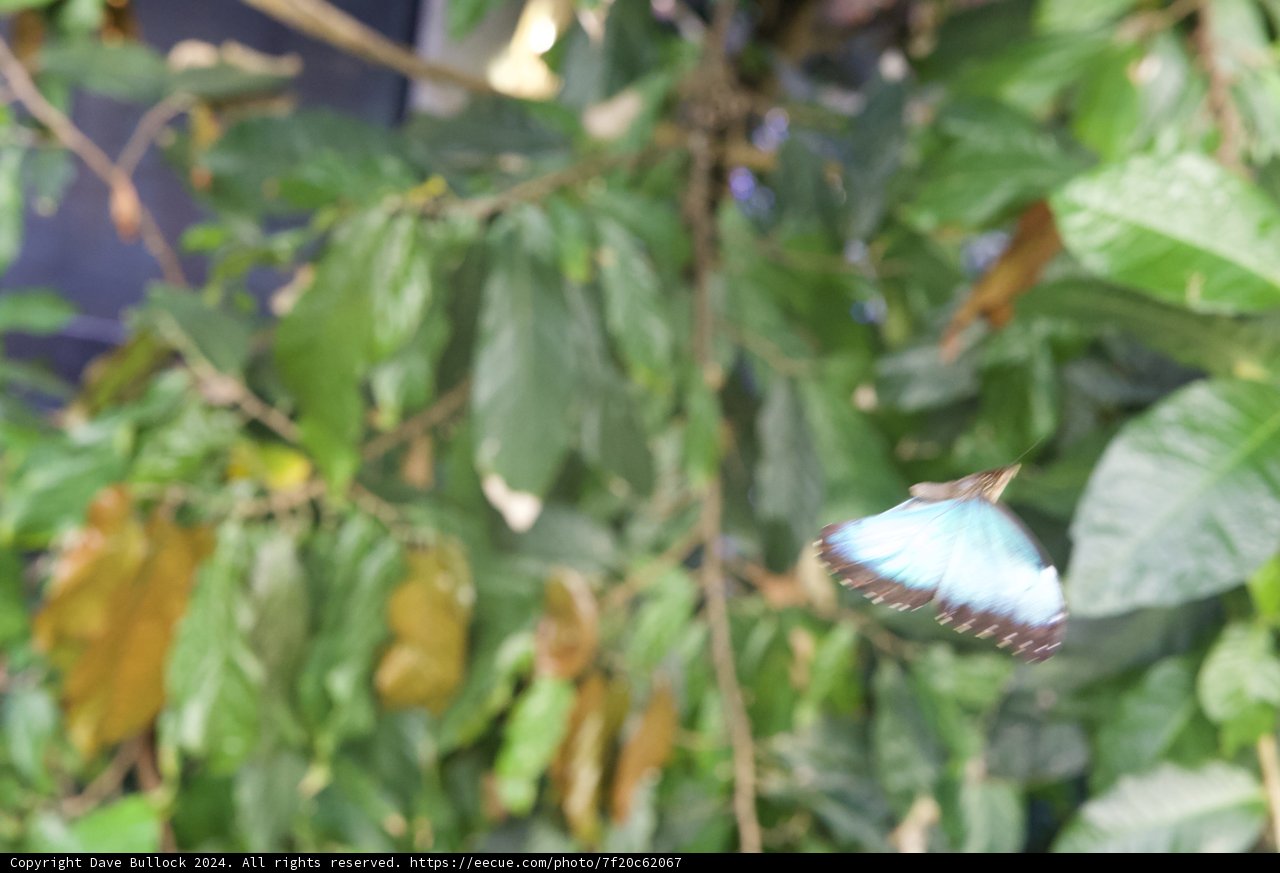 Fluttering in the Blue