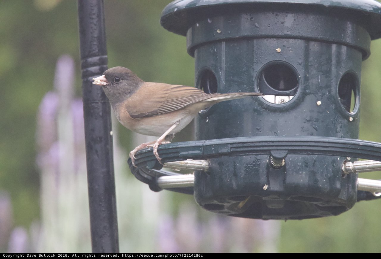 Dark-Eyed Junco Perched at Backyard Bird Feeder