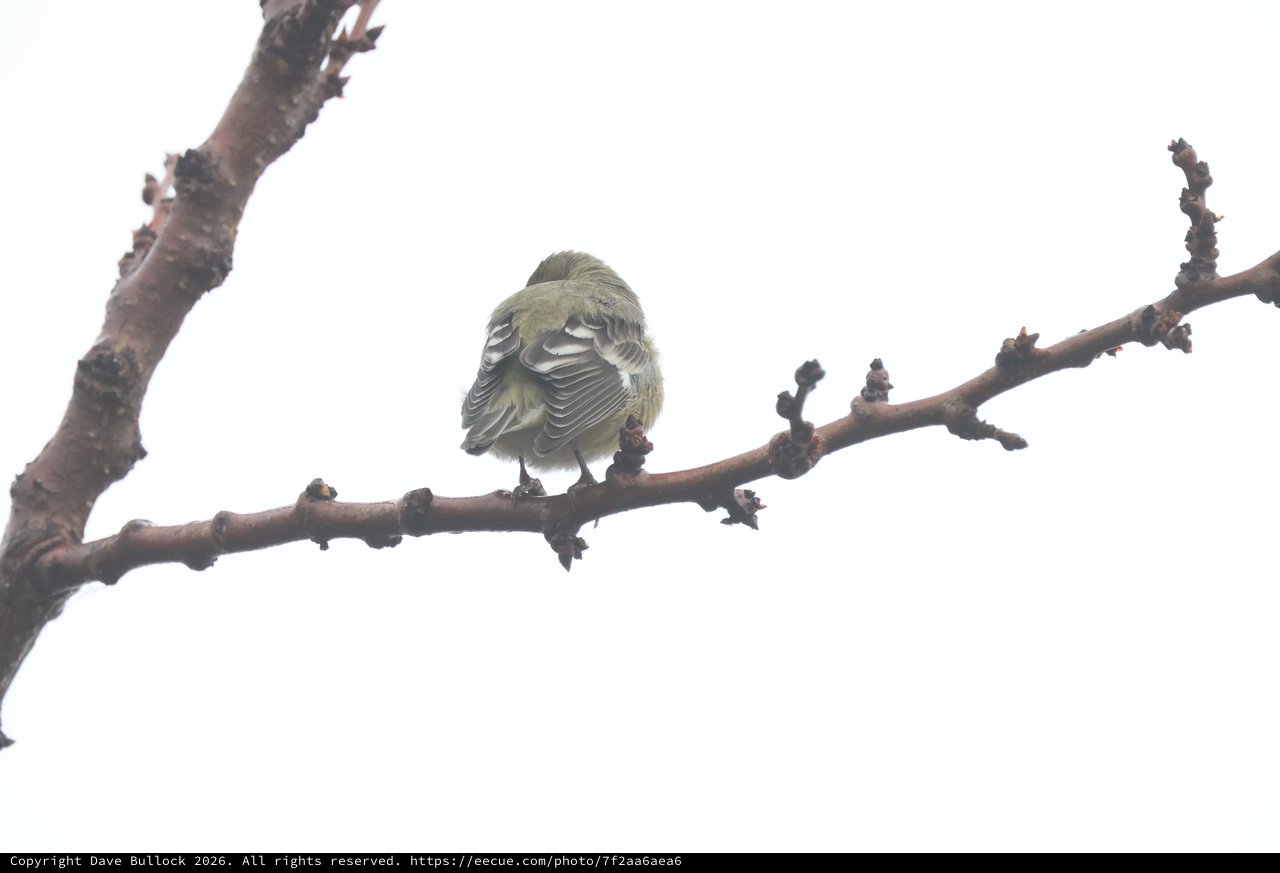 Fluffy Yellow Finch Perched on Winter Branch