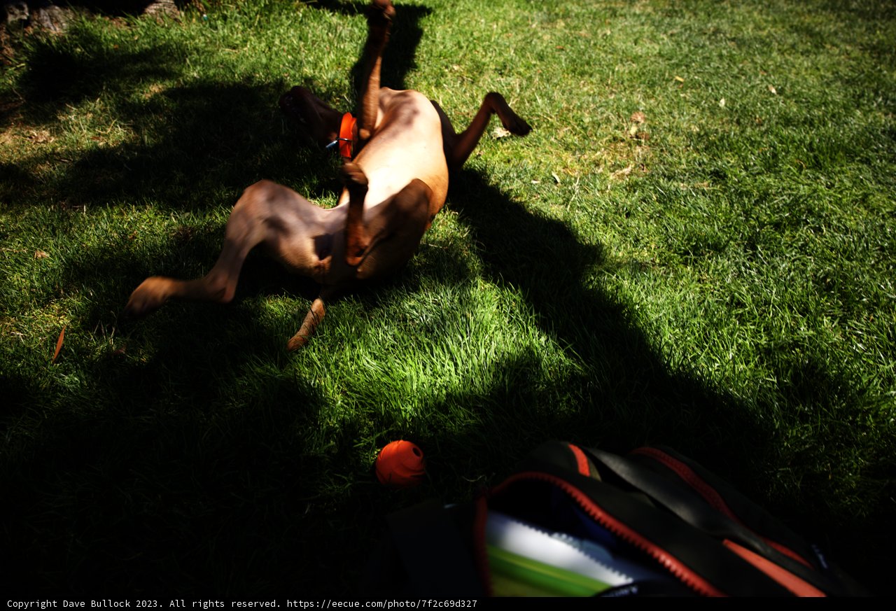 Joyful Romp in the Park