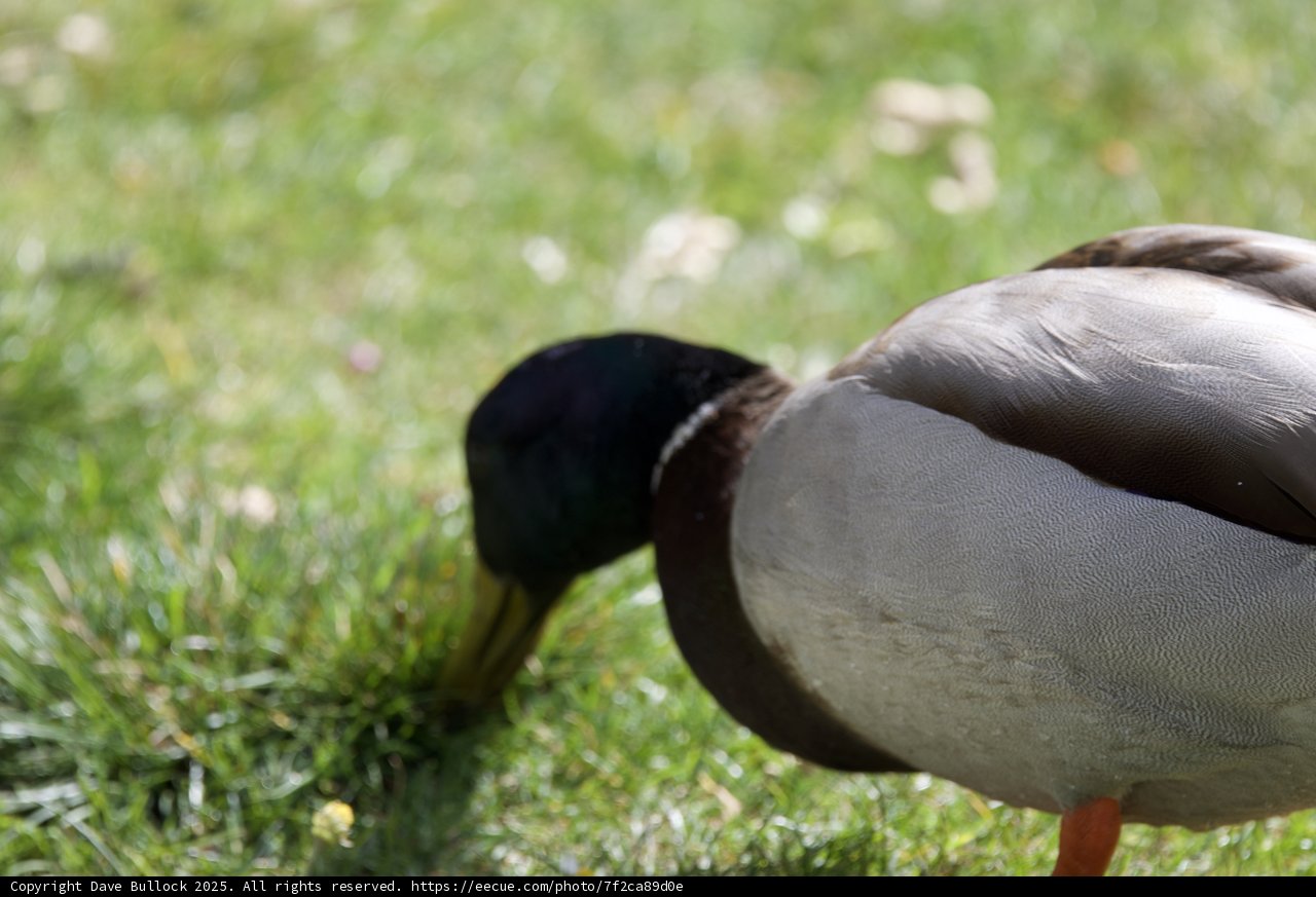 A Quiet Moment with a Mallard