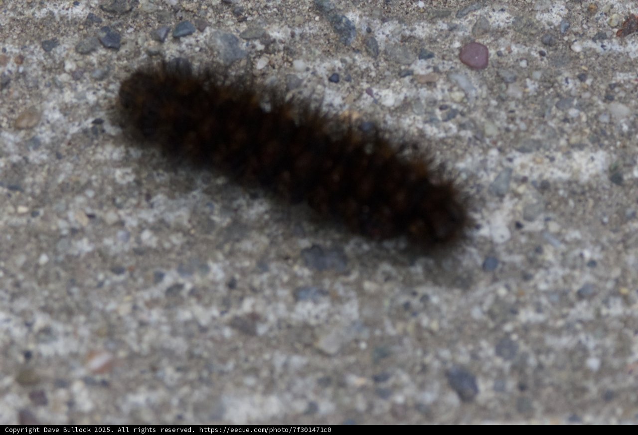 Journey of the Fuzzy Invertebrate