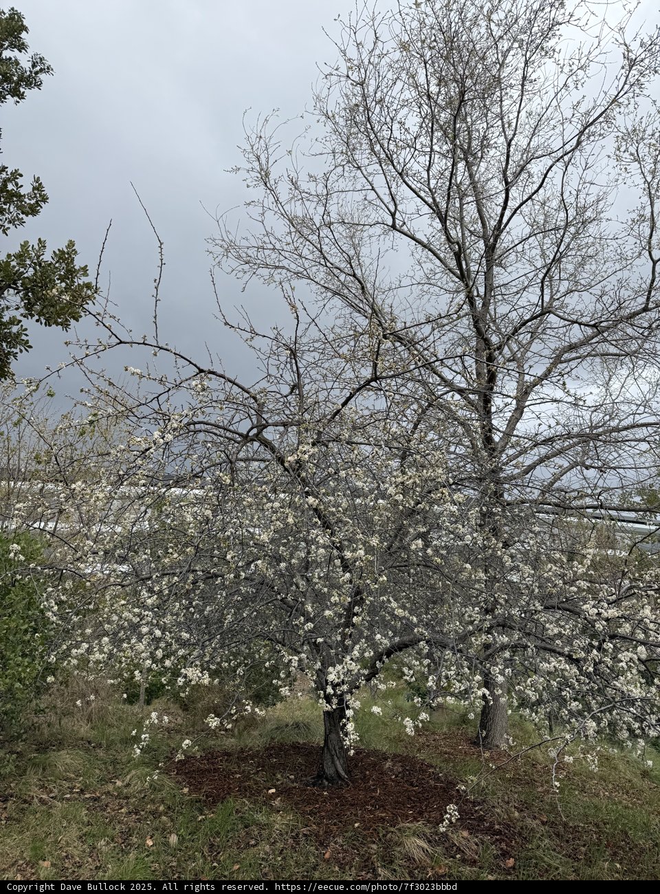 Serenity in Bloom