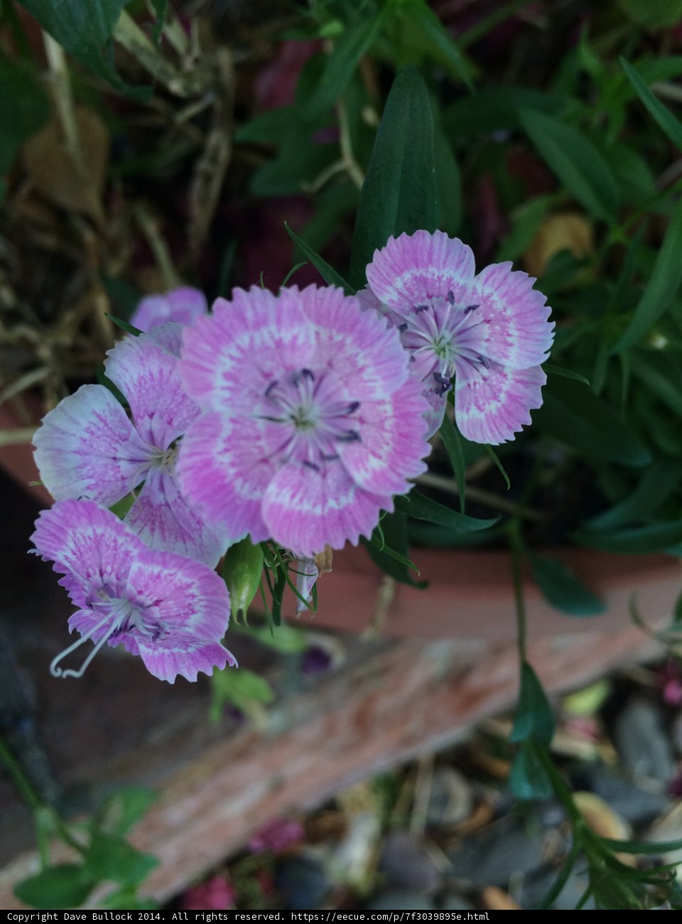 Geraniums and Pink Dianthus in Altadena Garden