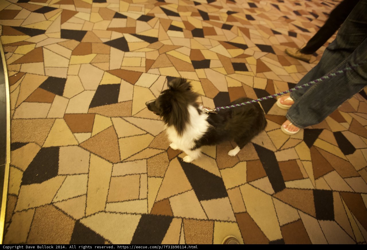 A Canine on Carpet
