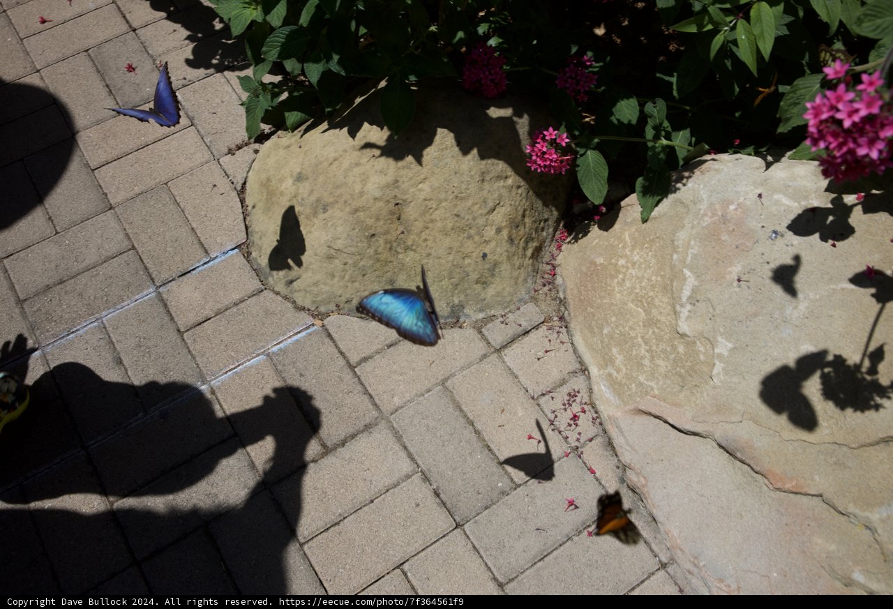 Birthday Butterflies