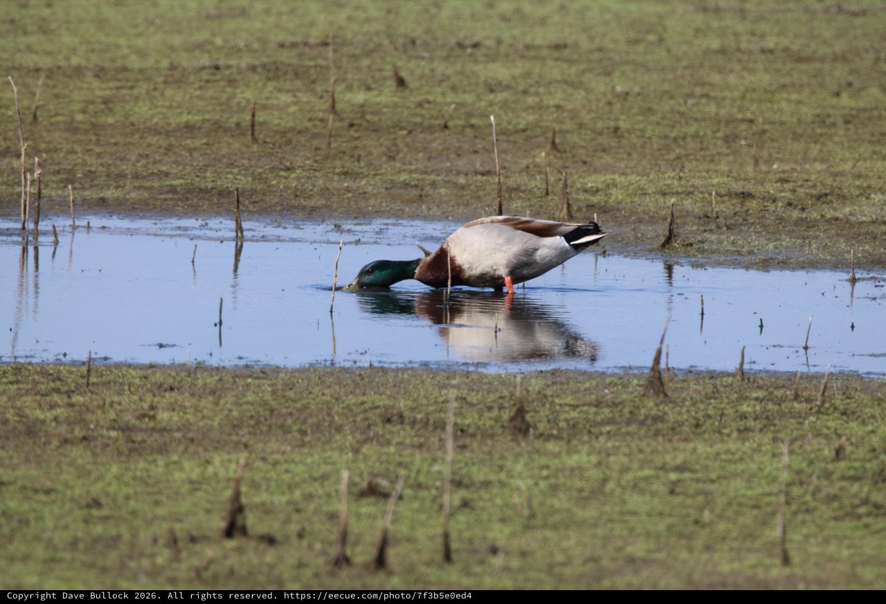 Male Mallard Duck Foraging in Shallow Wetland Pool