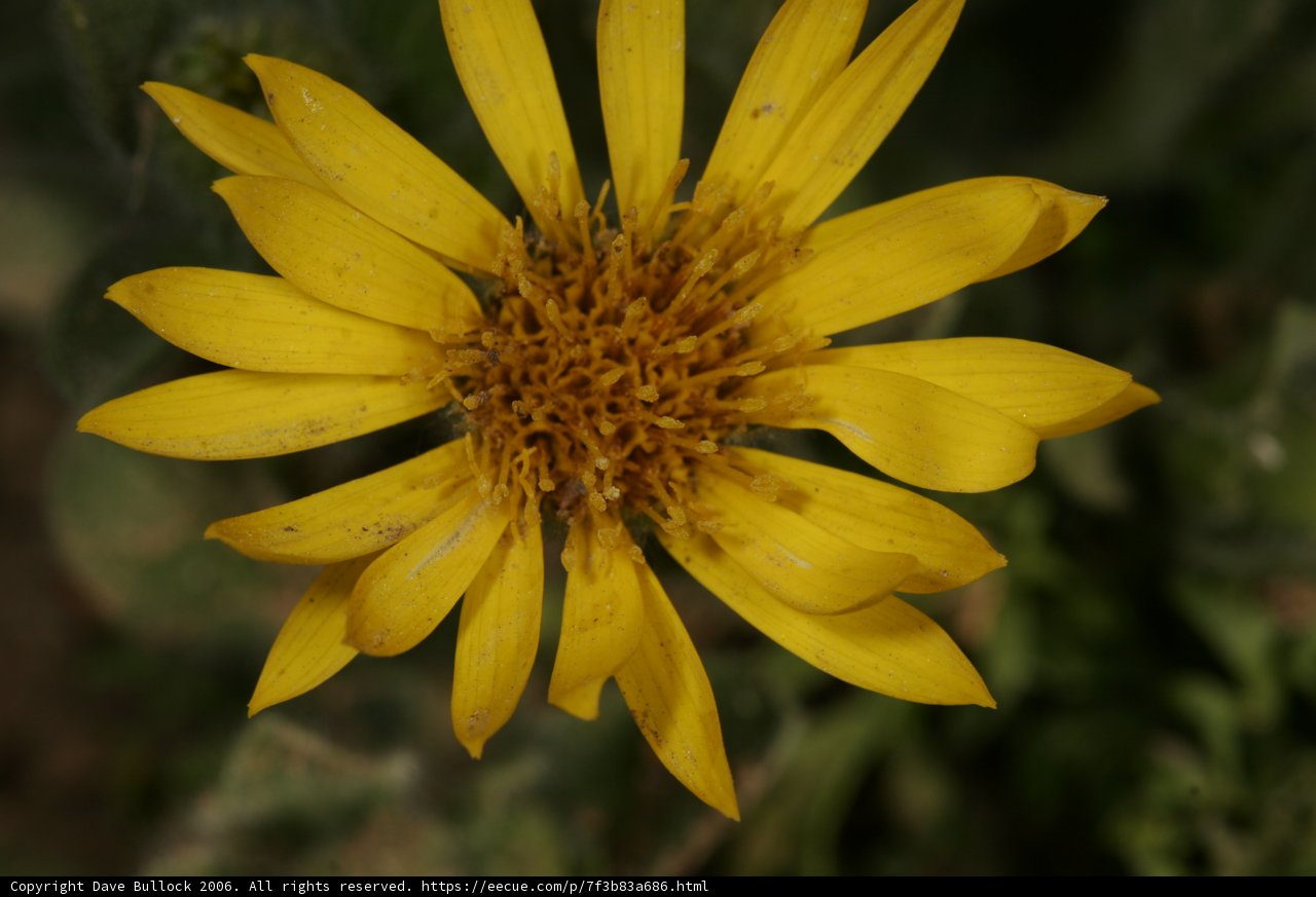 Daisy in Bloom