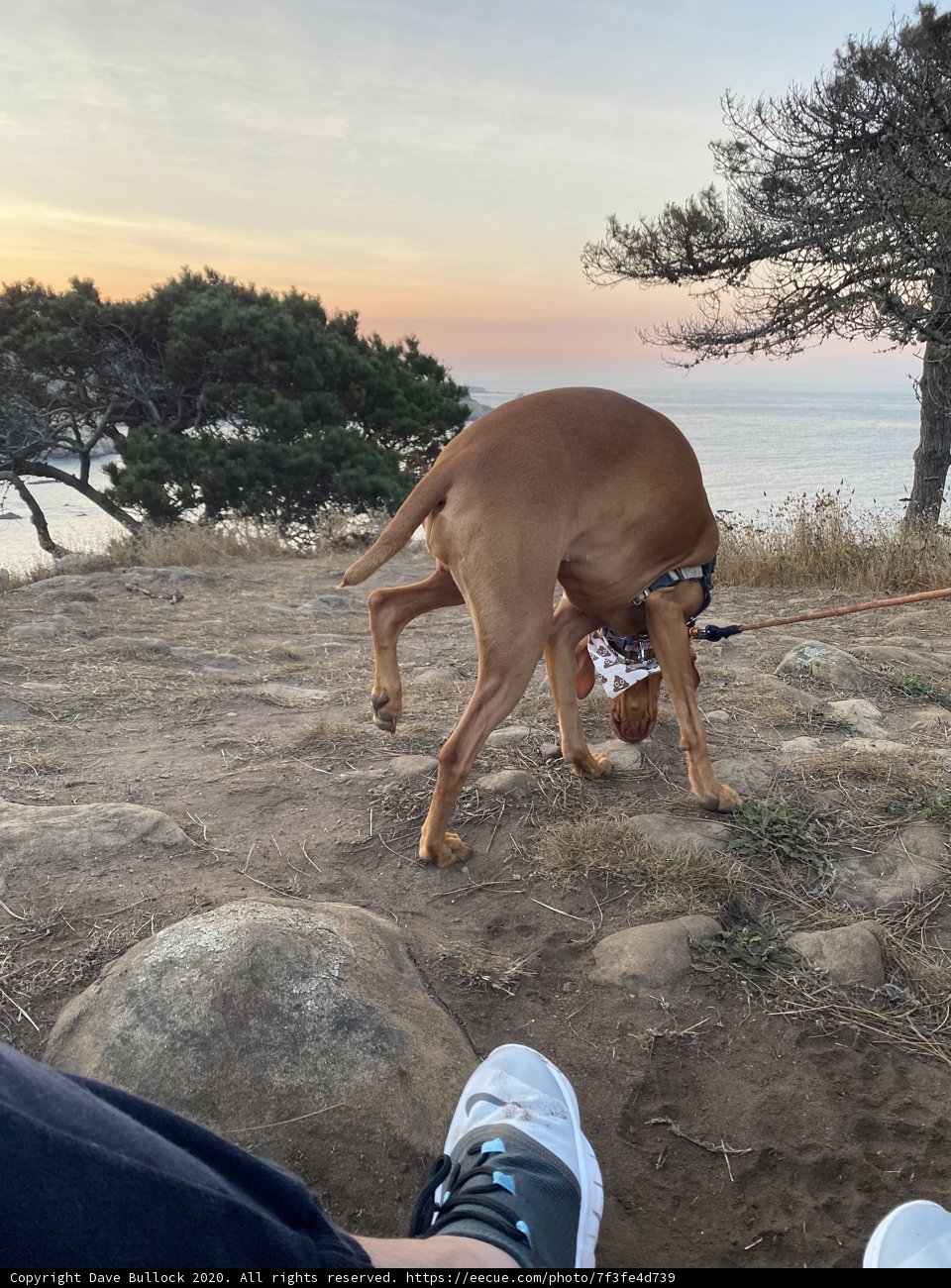 Canine Adventure on a Californian Hillside
