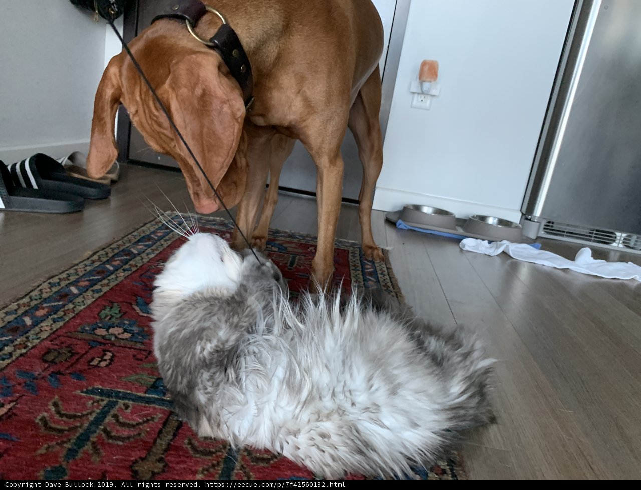 Cute Canine and Feline Friends on Hardwood Flooring