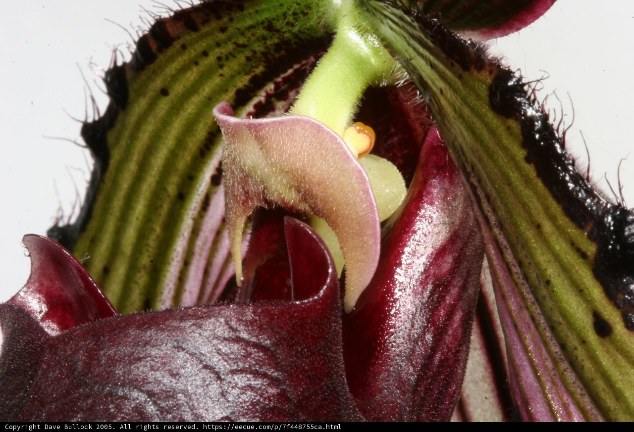 Delicate Orchid Blossom