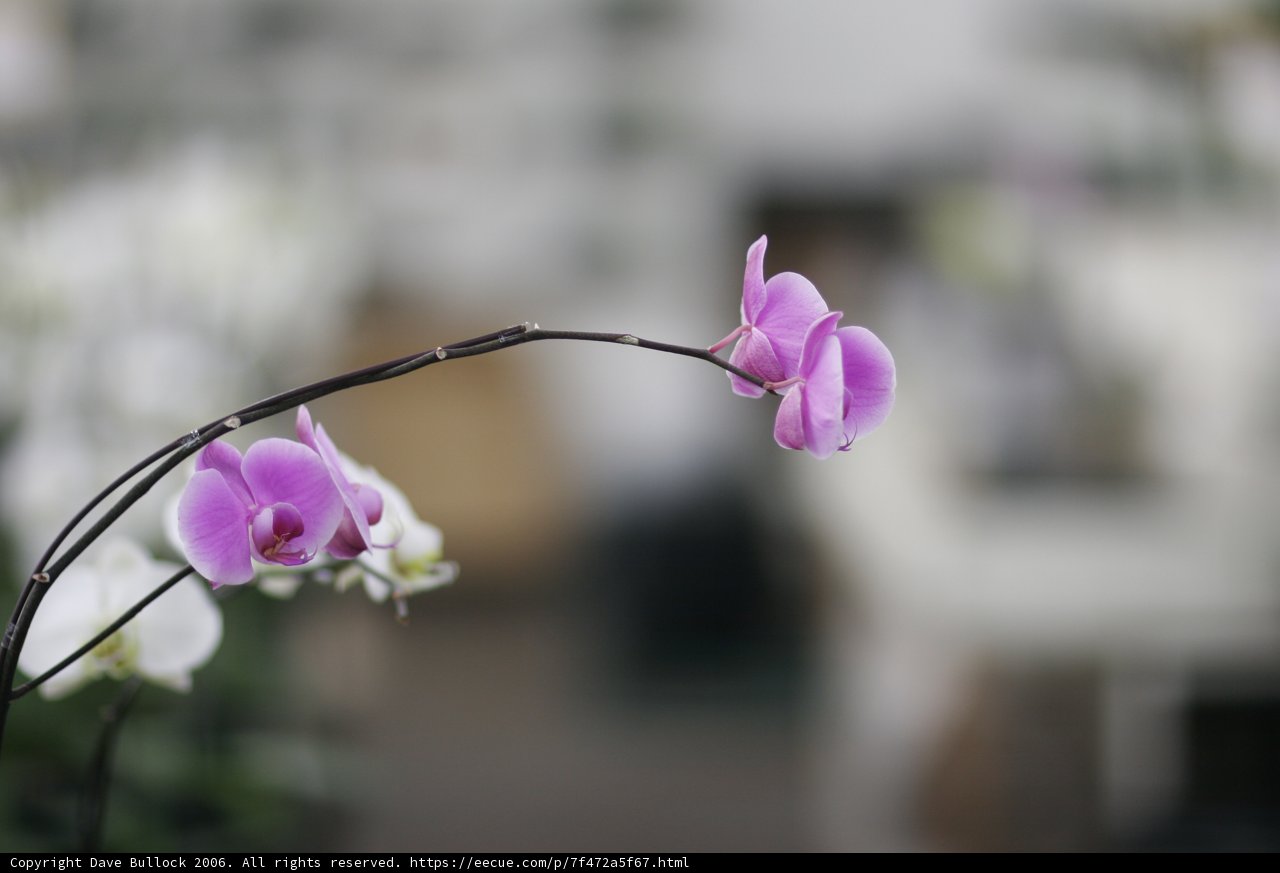 Vibrant Orchid in a Flower Shop
