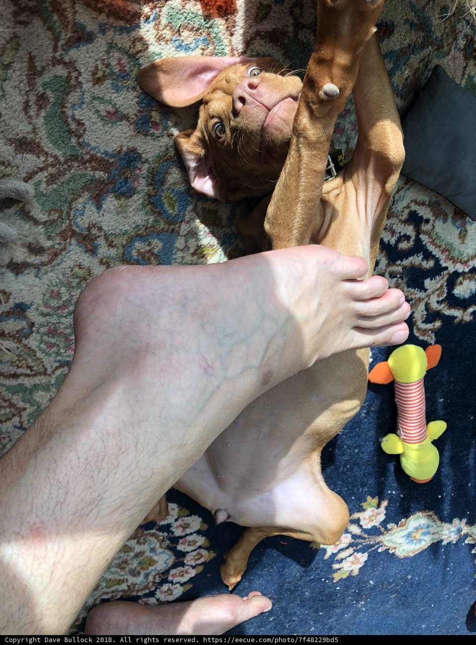 A Furry Companion