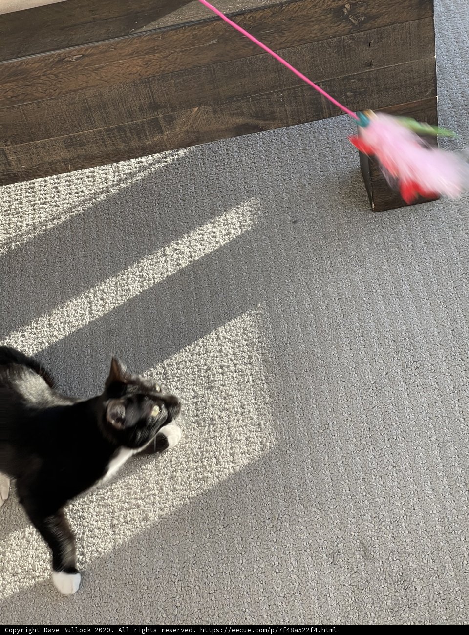 Feline Fun on the Floor