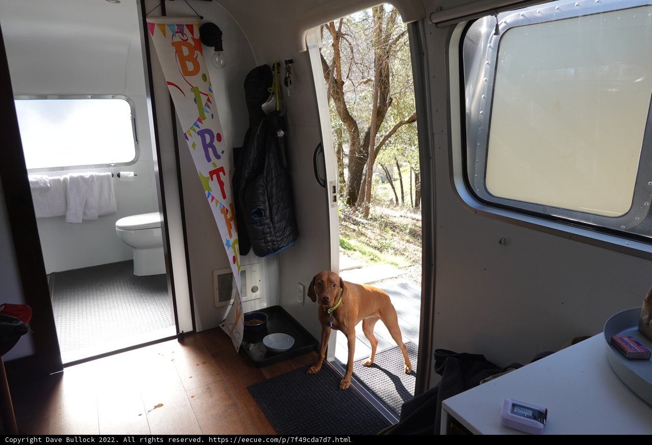 Canine in the Caravan