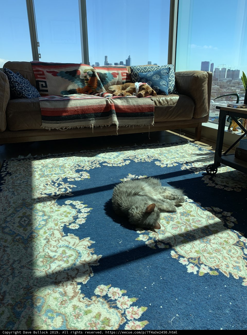 Cozy Cat in a California Living Room