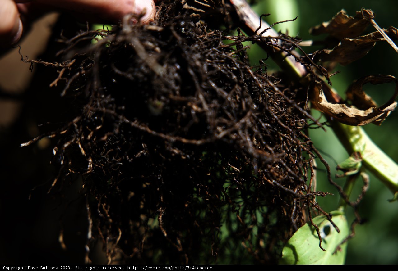 Embracing Regenerative Gardening