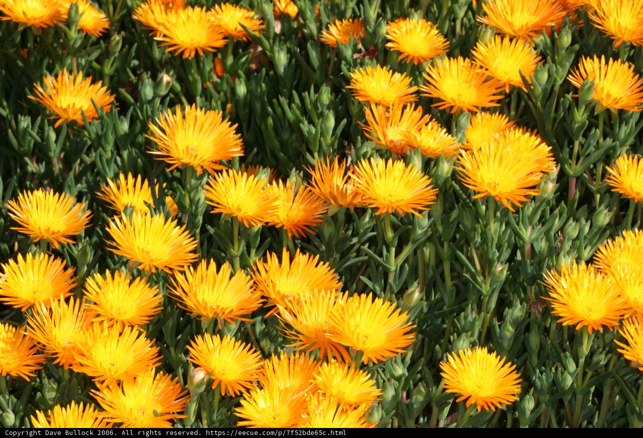 Blooming Treasures
