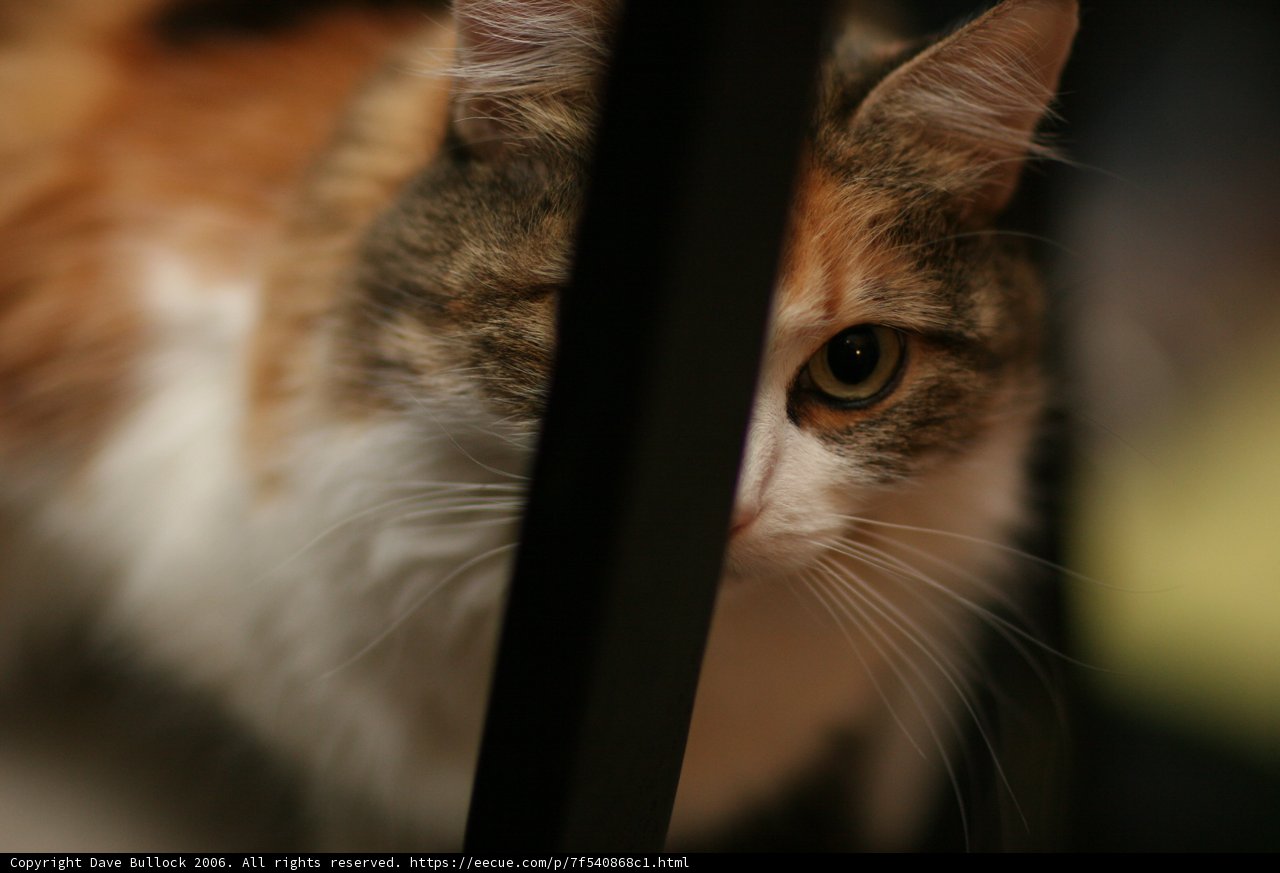 Feline Focus