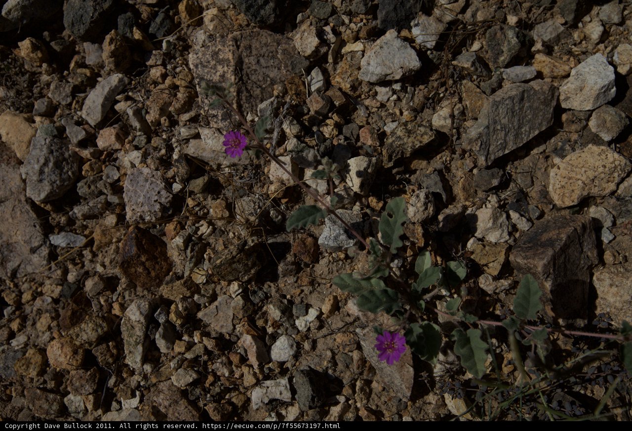 Purple Blossom in the Rocky Terrain