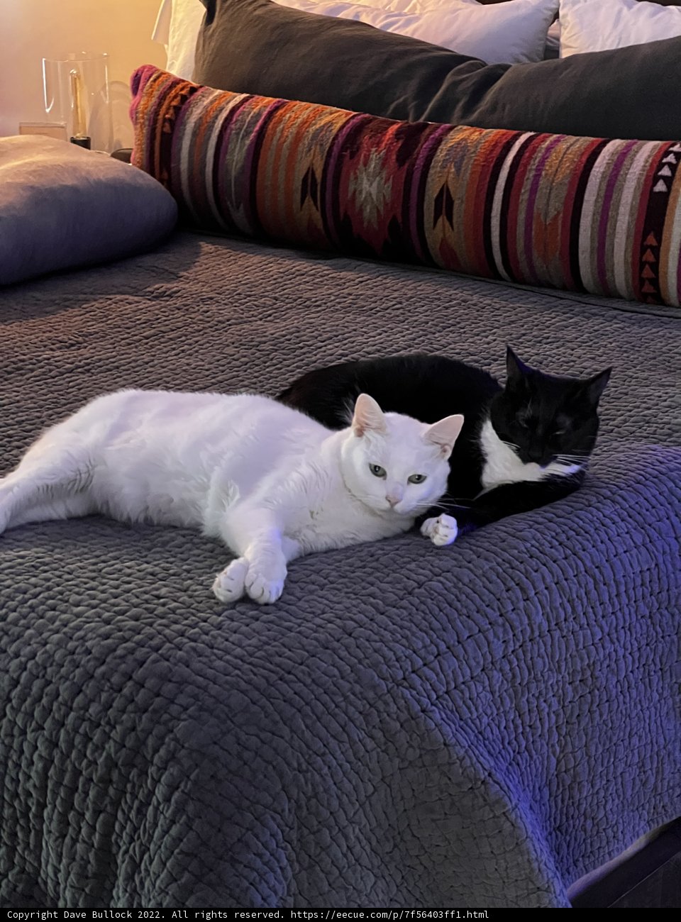 Cozy Companion