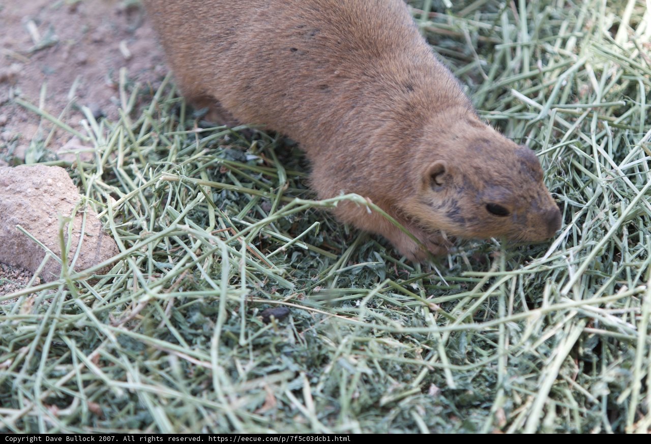 Cute Rodent Snacking in the Prairie