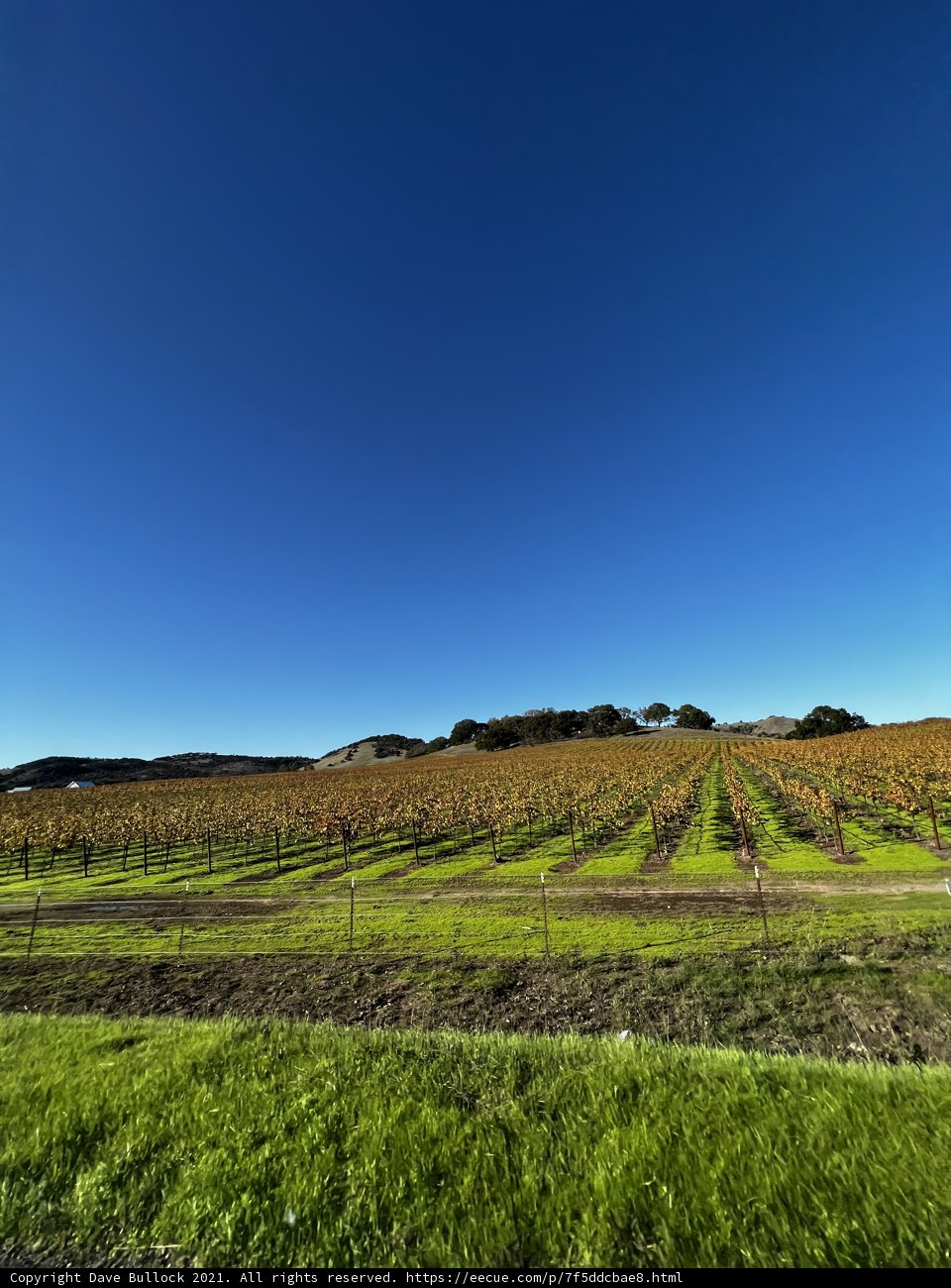 Vineyard Bliss