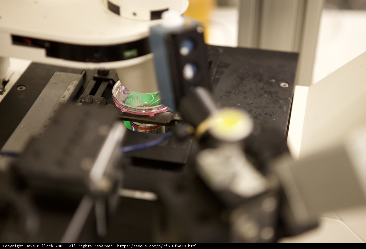 Microscopic Examination of a Green Object