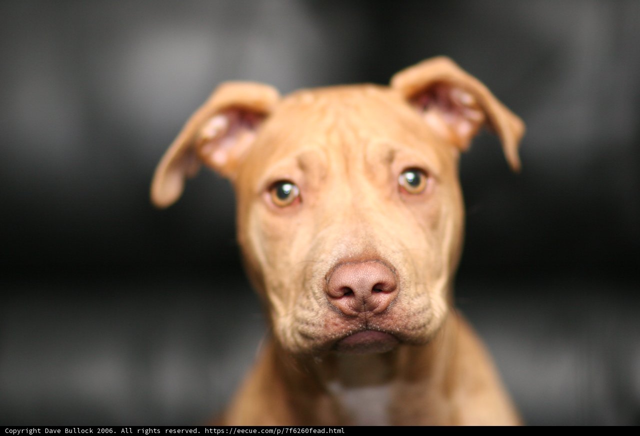 Close-Up of a Brown-Faced Pit Bull Dog