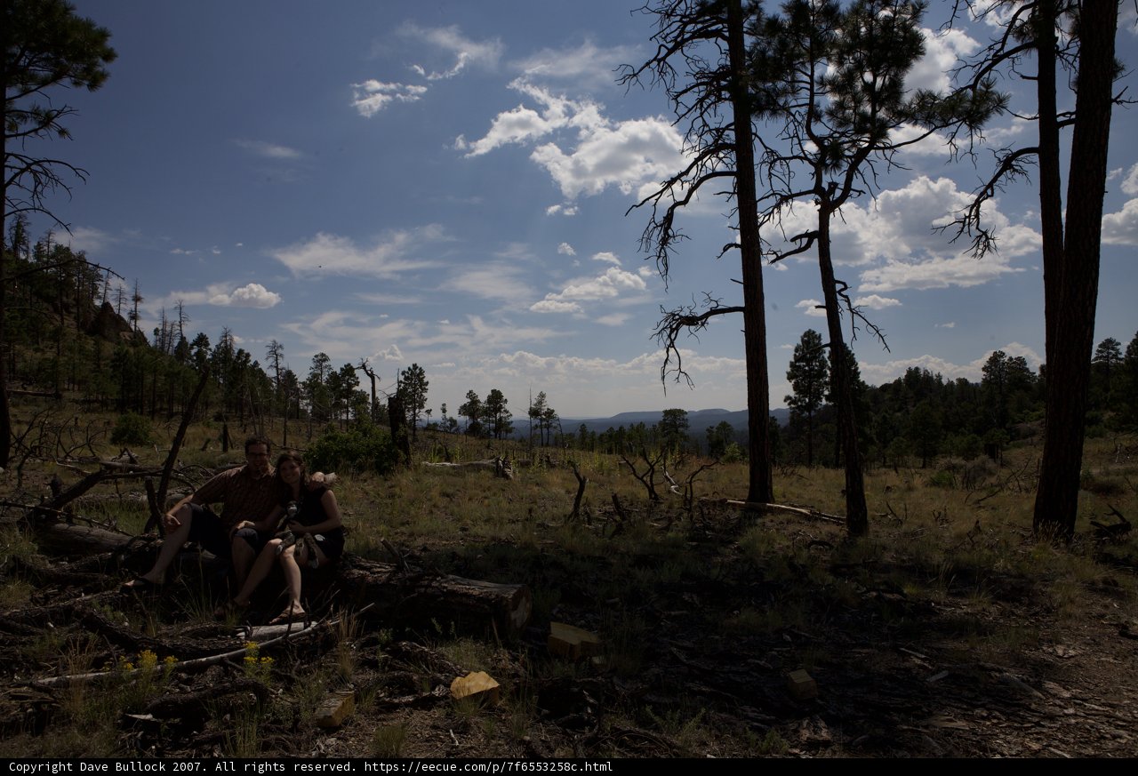 Log Sitting in the Dome Wilderness