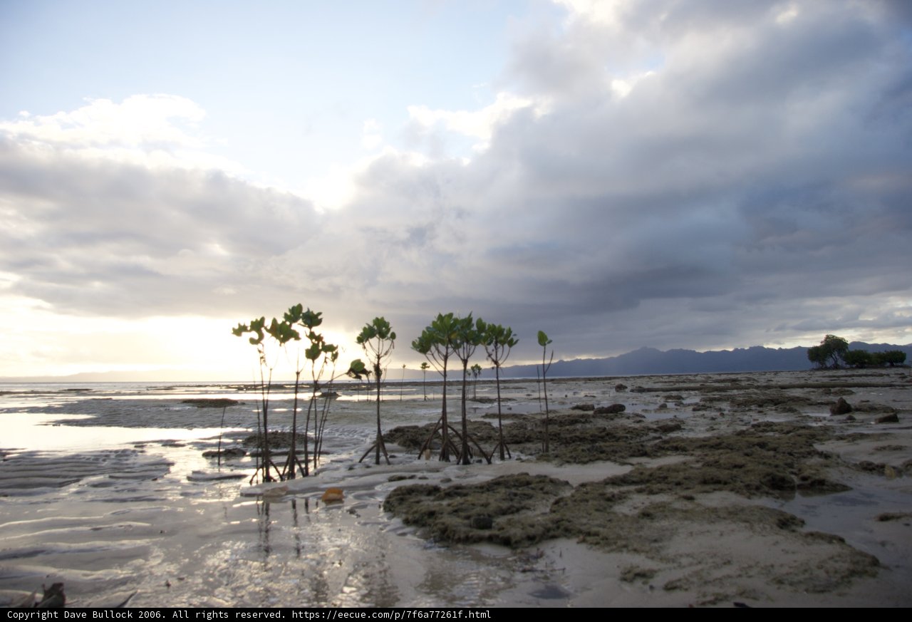 Tropical Trees against the Ocean