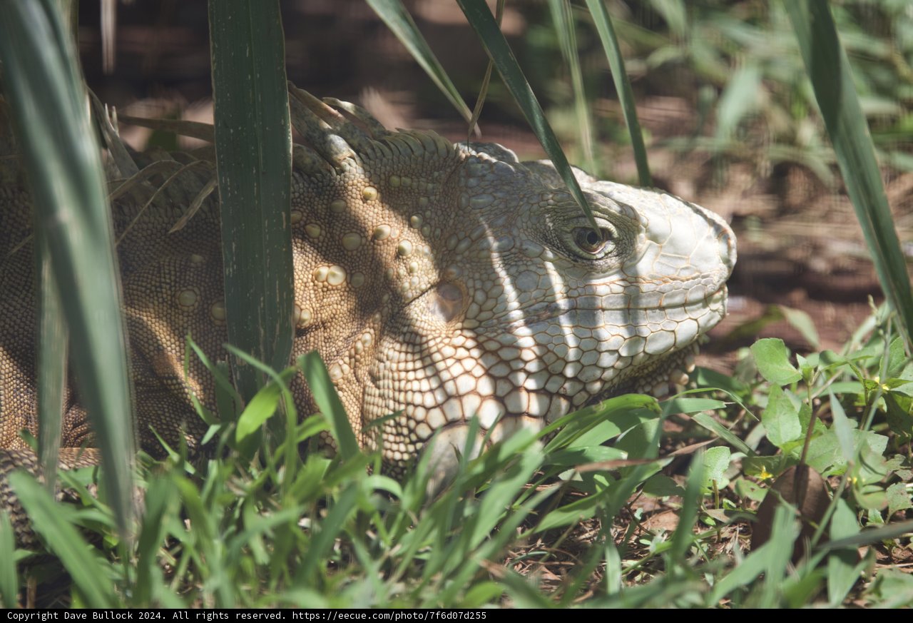 Camouflaged Gaze: Iguana at Honolulu Zoo