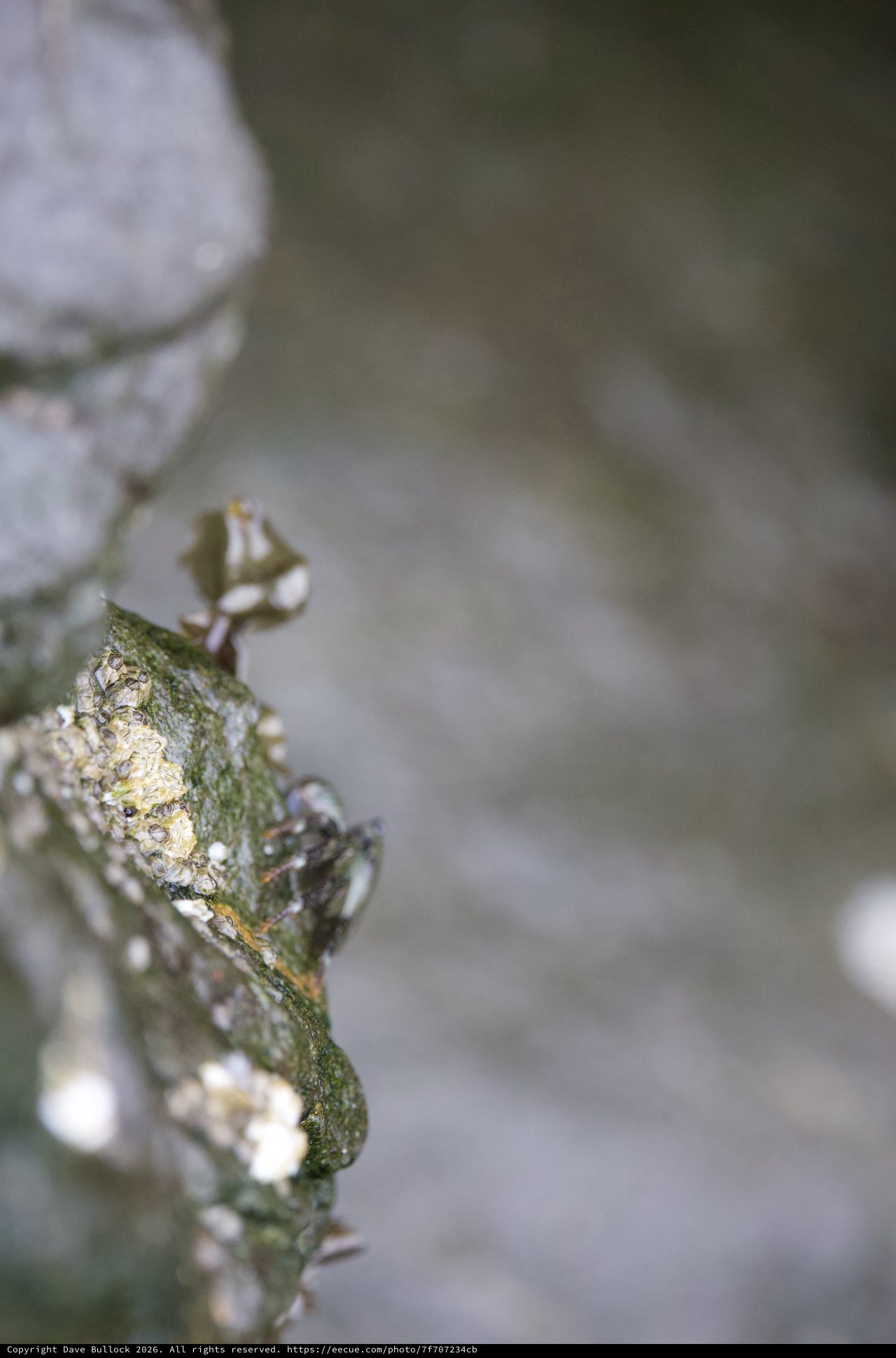 Aphid Colony Thriving on Coastal Plant Stem