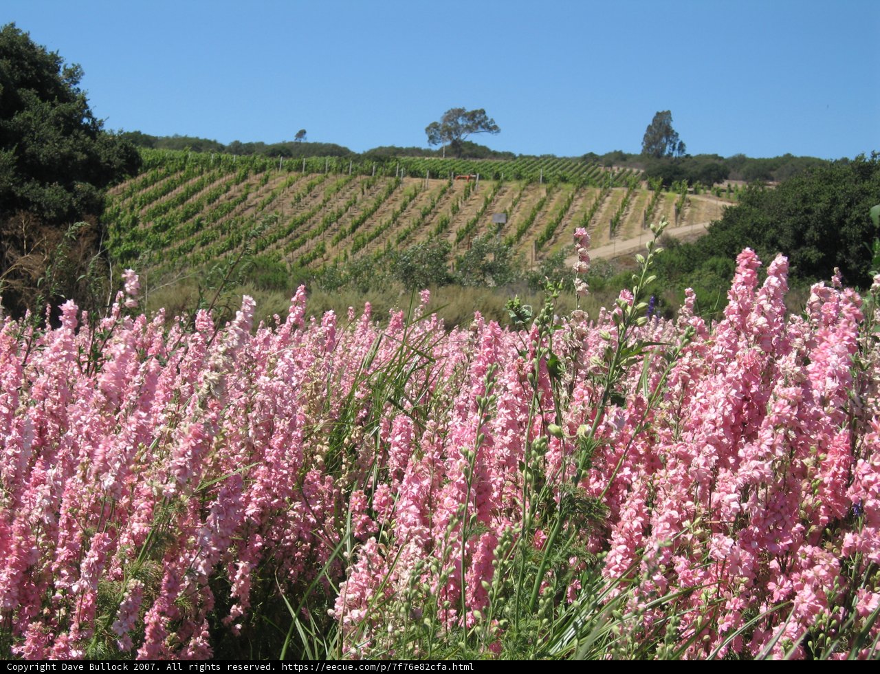 Lupins and Vineyards