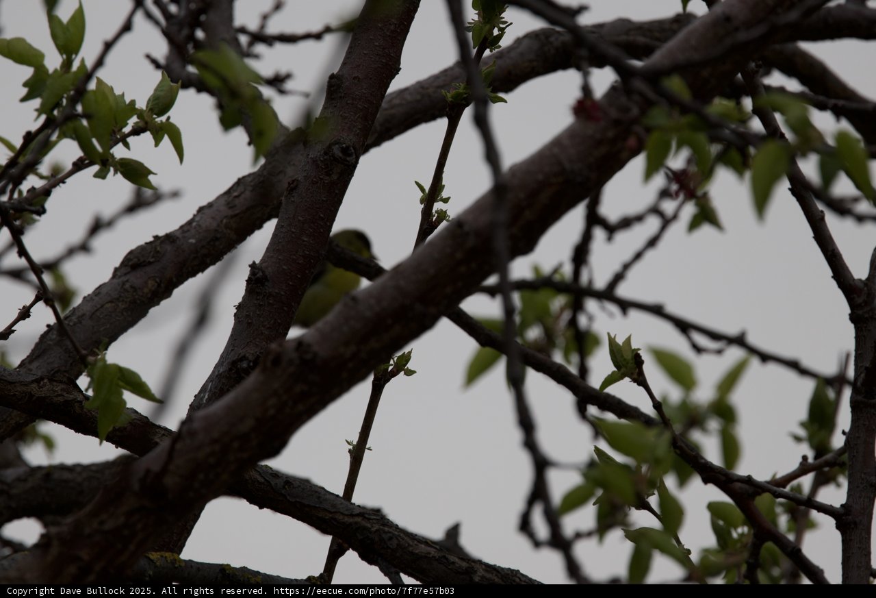 **Hidden Aviary**