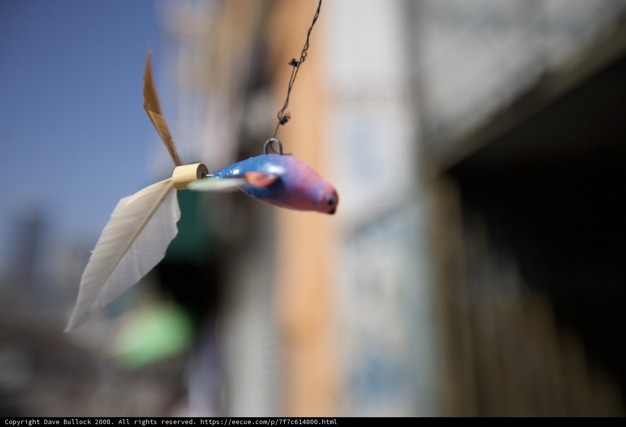 Feathered Friend