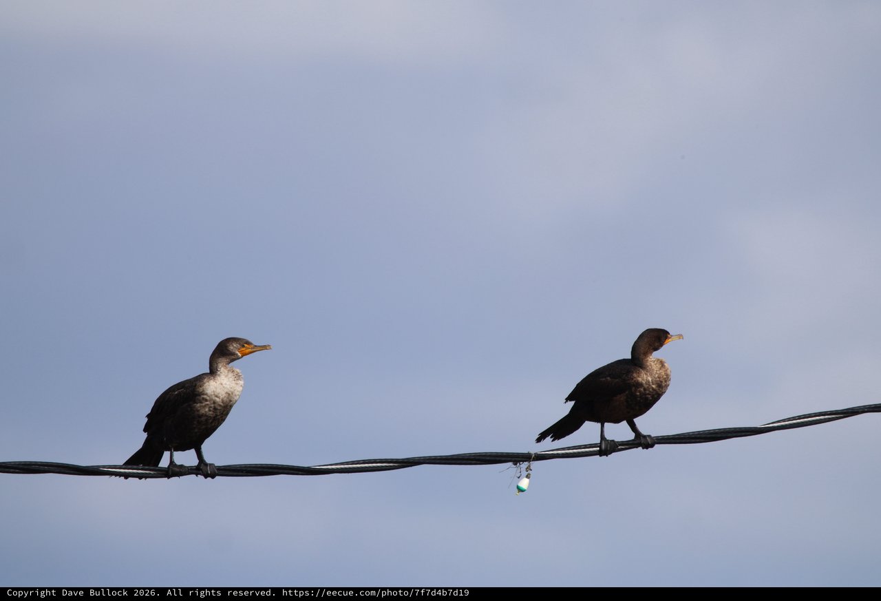Two Cormorants Perched on Wire at Dusk