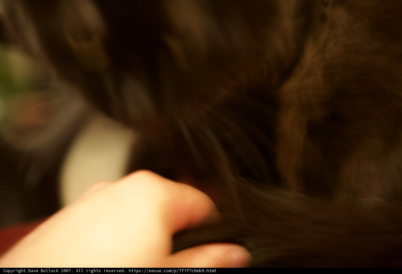 Feline in Focus