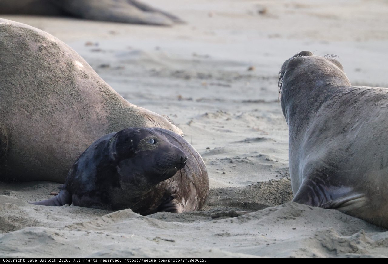 Elephant Seals Resting on Drakes Beach Sand