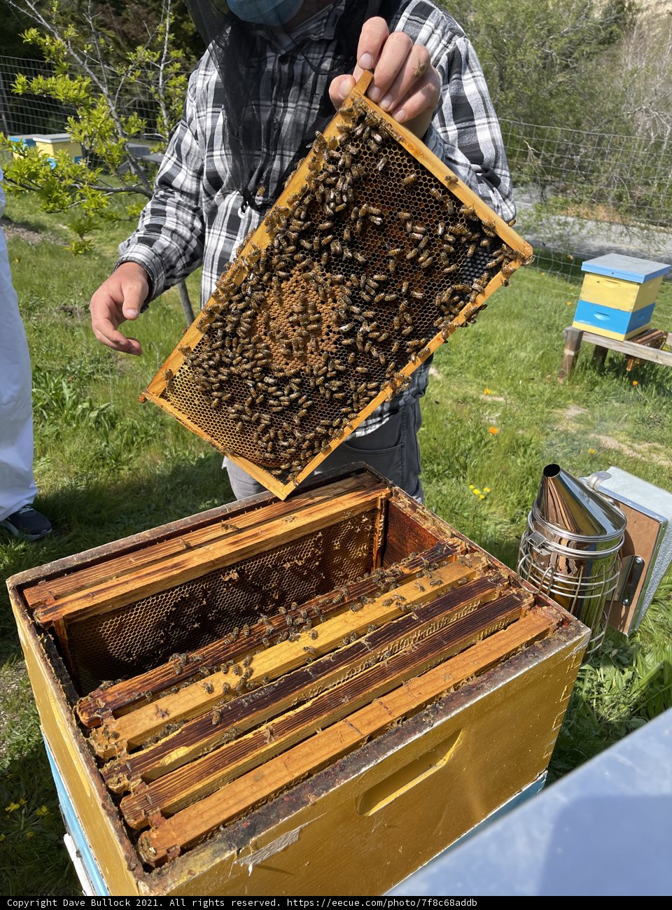Beekeeping in Carmel