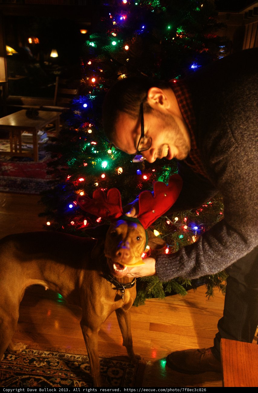 Pawsitively Perfect Holiday