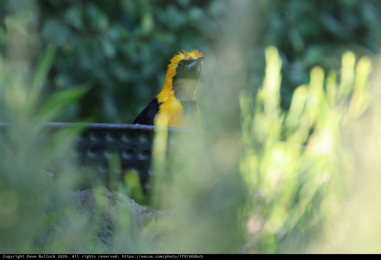 Hooded Oriole Perched Among Garden Foliage