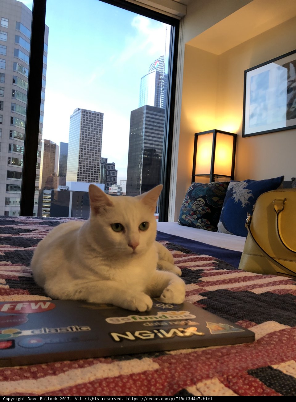 Peaceful Purrfect Setting