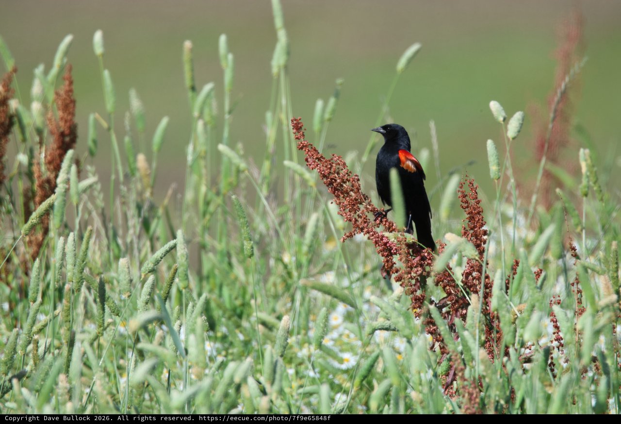 Red-winged Blackbird Perched on Dock Seed Heads
