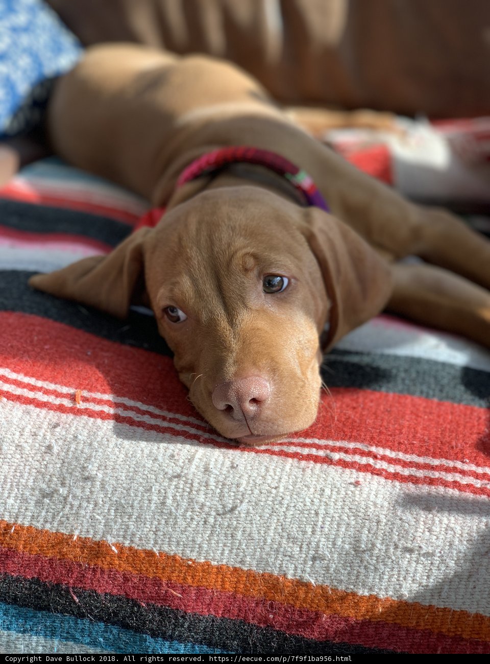 Comfortable Canine