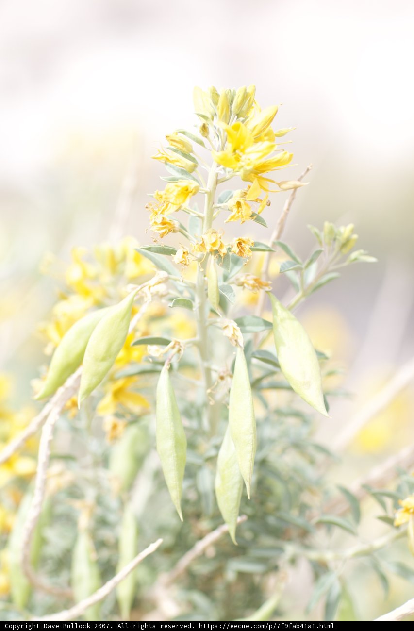 Sunny Bloom