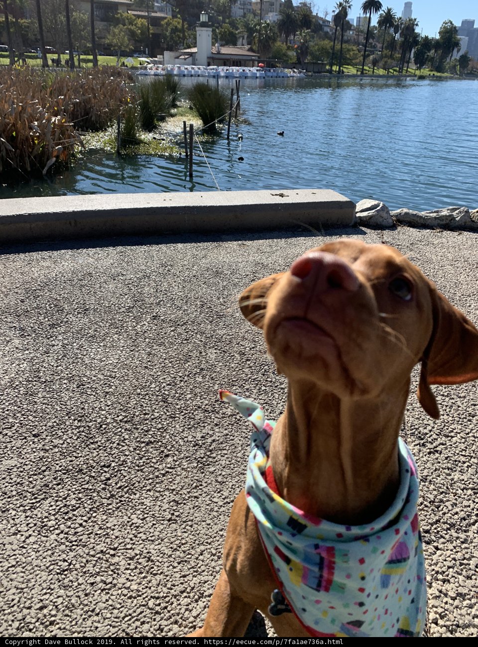 Lake side adventures with my furry friend