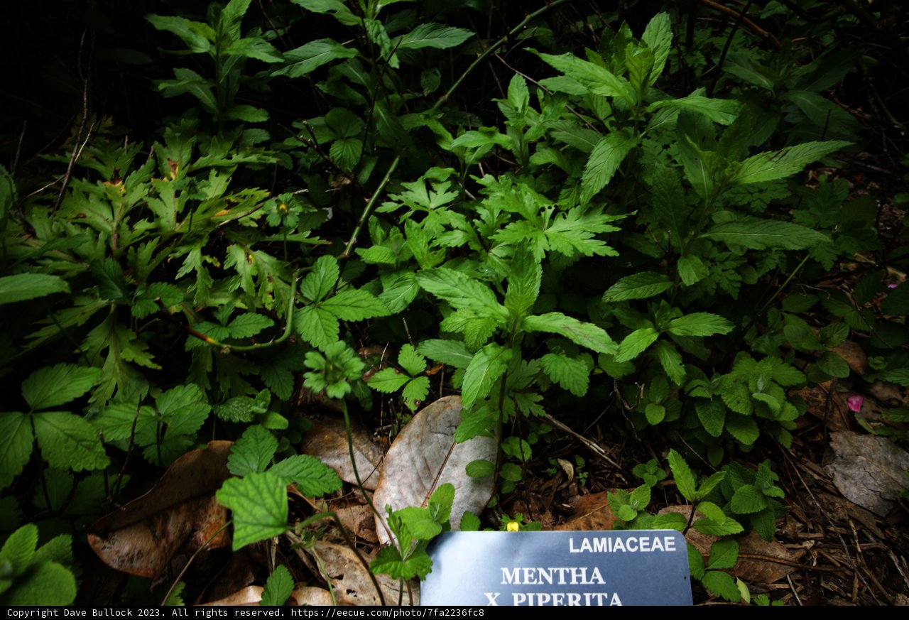 Mentha Piperita Display at Botanical Garden